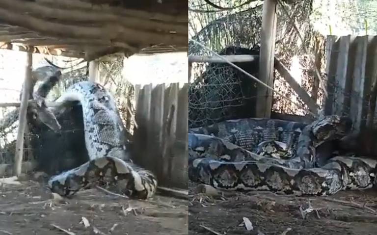 India: Capturan a serpiente gigante en el patio de una casa