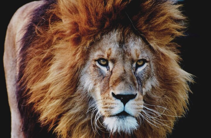 India: Hombre muere devorado por león al intentar tomarse una selfie