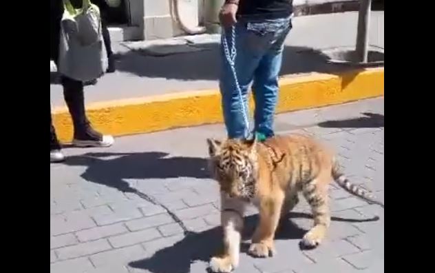 ¡Insólito! Hombre pasea a cachorro de tigre por calles de Hidalgo (VIDEO)