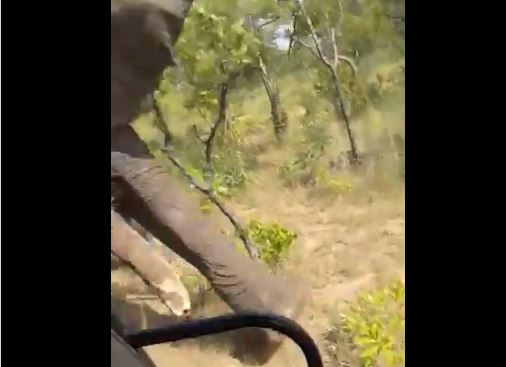 Turista estadounidense muere en brutal ataque de elefante durante safari en África