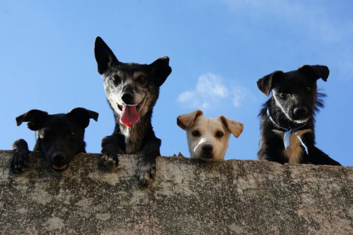 Conoce los seguros para mascotas y sus costos