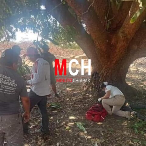 Joven pierde la vida al caer de un árbol de mango en Tonalá
