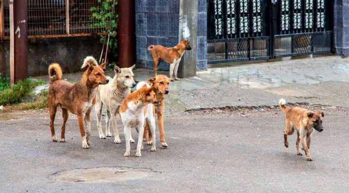 4 millones de perros callejeros en Turquía podrían ser sacrificados si no encuentran dueño