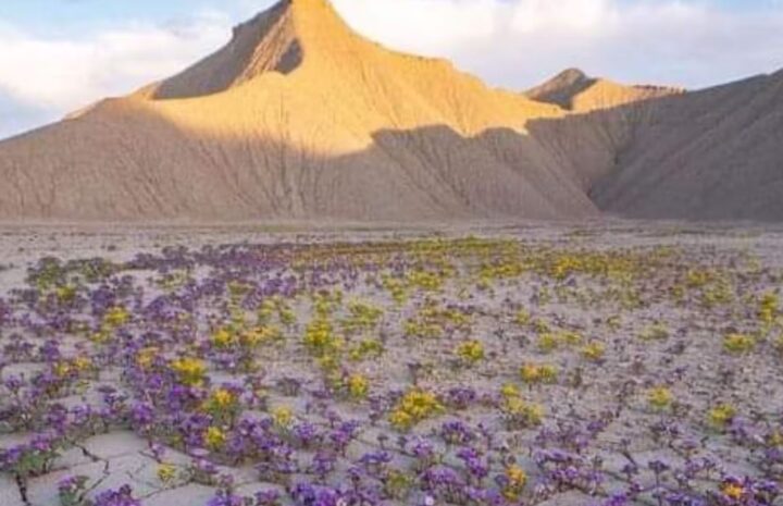 ¡El desierto florece! Un mar de colores invade uno de los lugares más áridos del planeta