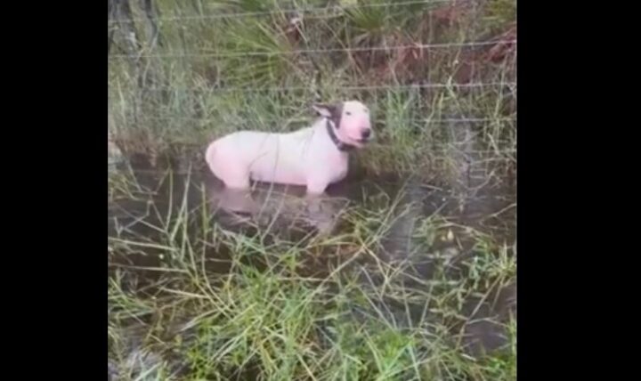 Rescatistas salvan a perrito abandonado durante evacuación por el huracán "Milton" (VIDEO)