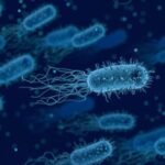 Bacteria "come carne": ¿qué es, cómo se transmite y cómo prevenirla?