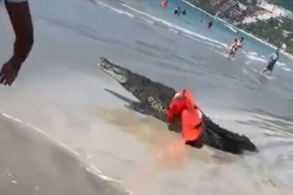Cocodrilo de dos metros causa pánico en playa de Zihuatanejo