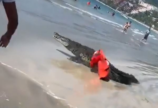 Cocodrilo de dos metros causa pánico en playa de Zihuatanejo