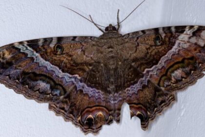 Mariposa nocturna: ¿símbolo de muerte o de vida?