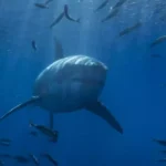 Autoridades de Jalisco revelan los factores que causaron el ataque de tiburón
