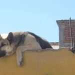 En Puebla, el maltrato animal se castiga con severidad: penas de hasta 13 años de prisión