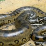 Científicos revelan una colosal serpiente amazónica jamás vista
