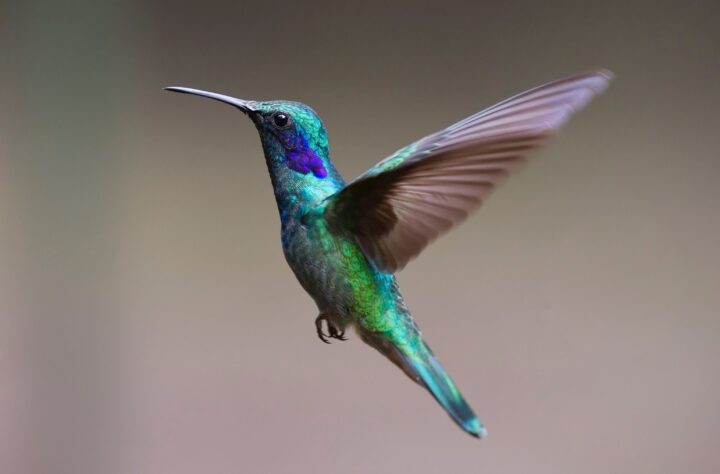 ¿Por qué las hembras colibríes viven más que los machos?
