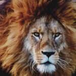 India: Hombre muere devorado por león al intentar tomarse una selfie