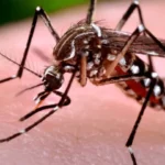 Dengue: ¿Cómo identificar al mosquito transmisor?