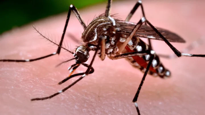 Dengue: ¿Cómo identificar al mosquito transmisor?