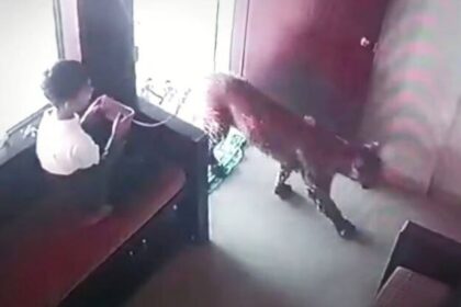 India: Niño encierra a un leopardo que entró a una oficina (VIDEO)