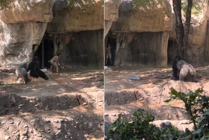 ¡Terror en el zoológico! Cuidadoras viven pesadilla al quedar atrapadas con gorila