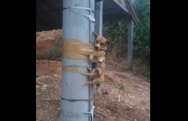 Perro encontrado amarrado con cinta adhesiva en un poste genera indignación (VIDEO)