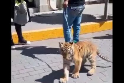 ¡Insólito! Hombre pasea a cachorro de tigre por calles de Hidalgo (VIDEO)