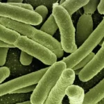 Preocupación en Japón por la bacteria carnívora: ¿cuántos casos se han registrado?