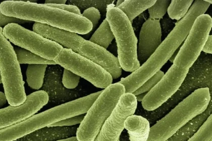 Preocupación en Japón por la bacteria carnívora: ¿cuántos casos se han registrado?