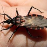 ¿Cómo se contagia la enfermedad de Chagas?