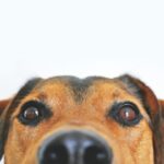 El olfato canino como herramienta: ¿Pueden los perros detectar el cáncer?