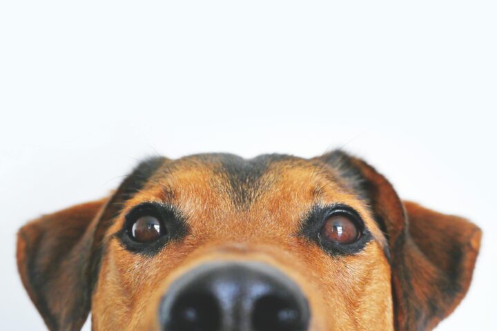 El olfato canino como herramienta: ¿Pueden los perros detectar el cáncer?
