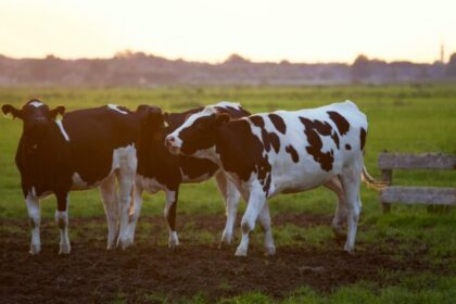 Logran crear vacas transgénicas que producen insulina a través de su leche