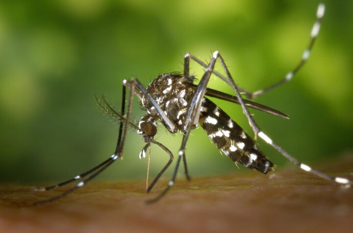 Dengue en ascenso: México, uno de los países con mayor incremento de casos, según la OPS