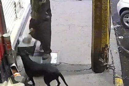 ¡Vergüenza! Hombre roba las croquetas de un perrito callejero (VIDEO)
