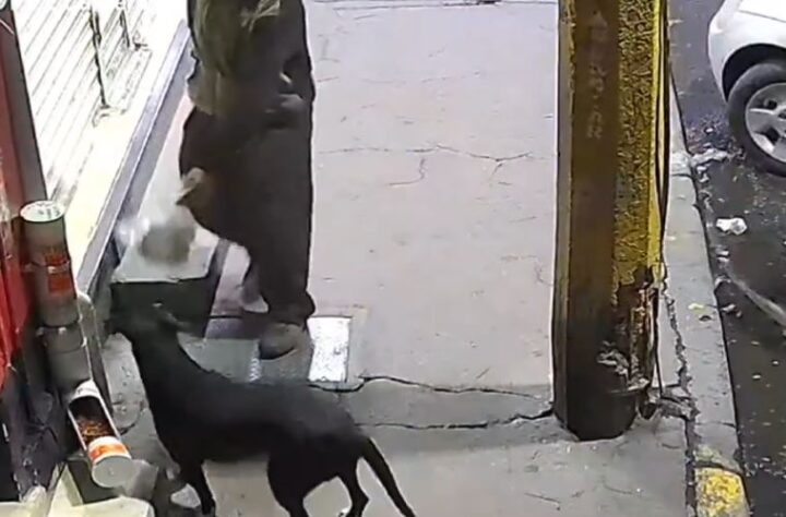 ¡Vergüenza! Hombre roba las croquetas de un perrito callejero (VIDEO)