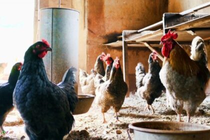 ¿Nueva pesadilla?: Advierten expertos que pandemia de Gripe aviar podría ser 100 veces peor que el Covid