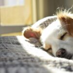 Chile: Aprueban día de descanso obligatorio para guardar luto por la muerte de tu mascota