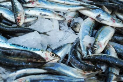 ¡Sardinas para salvar vidas! Comer más pescado y menos carne roja podría evitar 750.000 muertes