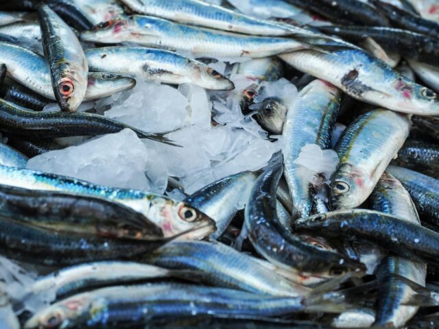 ¡Sardinas para salvar vidas! Comer más pescado y menos carne roja podría evitar 750.000 muertes