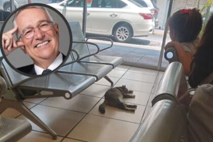 Gato busca refugio por el calor en tienda Salinas Pliego, ¡y su respuesta se hace viral!