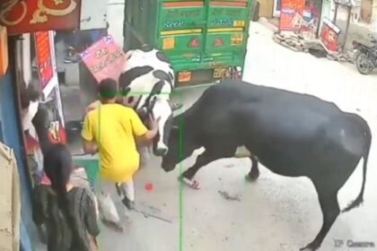 India: Tres menores son embestidas por vacas en plena pelea (VIDEO)