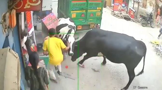 India: Tres menores son embestidas por vacas en plena pelea (VIDEO)