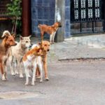 4 millones de perros callejeros en Turquía podrían ser sacrificados si no encuentran dueño