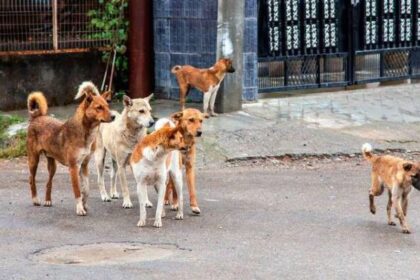 4 millones de perros callejeros en Turquía podrían ser sacrificados si no encuentran dueño