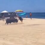 ¡Terror en la playa! Toro ataca a una mujer en Los Cabos (VIDEO)