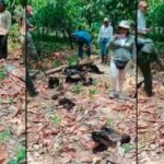 Monos sarahuatos mueren por calor extremo en Tabasco y Chiapas