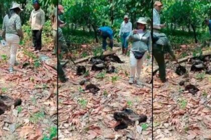 Monos sarahuatos mueren por calor extremo en Tabasco y Chiapas