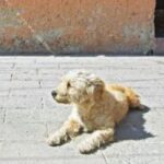 Tiran agua caliente a perrito en Yucatán: Denuncian crueldad animal