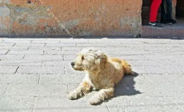 Tiran agua caliente a perrito en Yucatán: Denuncian crueldad animal