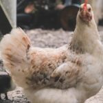Alerta por gripe aviar en Estados Unidos: Autoridades se preparan ante posible aumento de riesgo en humanos
