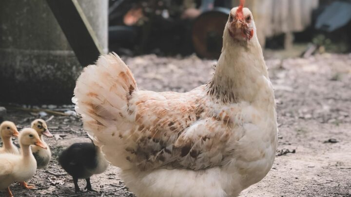 Alerta por gripe aviar en Estados Unidos: Autoridades se preparan ante posible aumento de riesgo en humanos