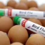OMS le da la razón a México: Hombre del Edomex no falleció por gripe aviar H5N2